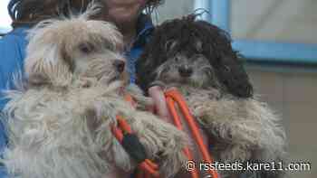 Animal Humane Society shares update on dogs seized from Anoka Co. rescue