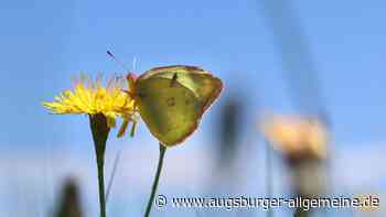 Selbstzahlerkasse einer Blumenwiese bei Seligweiler gestohlen