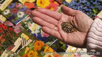 Pflanzensamen im Wert von Hunderten Euro aus Baumarkt in Neu-Ulm gestohlen