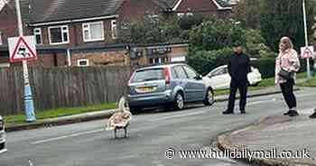 Road in Anlaby closed by police after swan hit by car