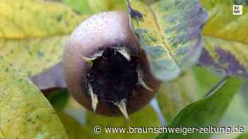 Was ist eine Mispel?
