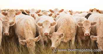 American-International Charolais Association welcomes new staff