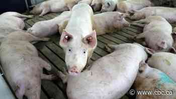 Canada's major food companies say they care about animal welfare. Here's how they actually perform