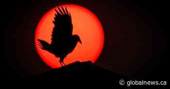 Alberta investing in AI that predicts where wildfires may ignite