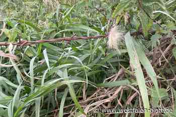 Junge Landwirte zum Thema Wolf: „Das ist ein politisch verursachtes Problem“