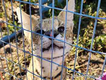 Police warn search is on for escaped serval cat in Killaloe region