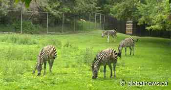 Sask. government footing bill for new zebra facility in Saskatoon