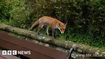 Foxes trot past surprised city centre commuters