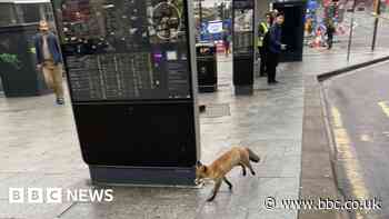 Fox trots past surprised Birmingham city centre commuters