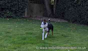 Enfield woman faces ten-year ban from keeping animals