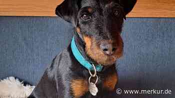 Mit vereinten Kräften: Ein halbes Dorf, THW und Feuerwehr halfen bei der Suche nach Jagdterrier Wally