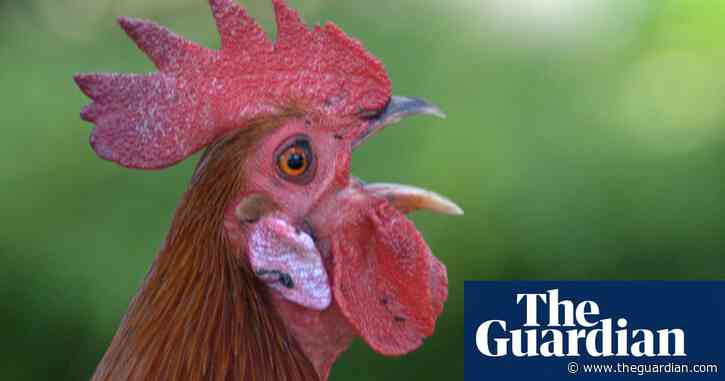 Roosters may be able to recognise their reflection, study finds