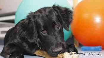 Cracking bei Tieren – warum es gefährlich sein kann und welche Alternativen es gibt