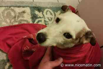 "Je n'allais pas la laisser mourir dans ce tuyau": l'incroyable sauvetage de Gaïa, une chienne coincée deux jours dans une canalisation