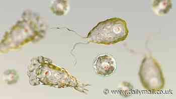 Arizona issues health warning as person falls ill with suspected BRAIN-EATING AMOEBA 'after swimming in state park'