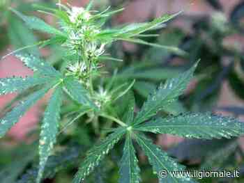 L'emendamento sulle droghe, la bufera della sinistra e la mossa del governo: cosa è successo