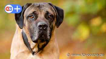 Leipzig: Hund Aaron irrtümlich aus Tierheim gestohlen