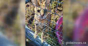 Ontario police warn of escaped African serval cat, say it can attack pets