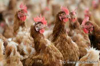 New Organic Rules Announced by USDA Tighten Restrictions on Livestock and Poultry Producers
