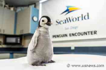In a Rarity, Emperor Penguin Chick Hatches at Sea World San Diego