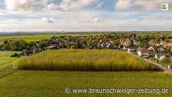 Braunschweigs erster Energiewald schießt in die Höhe
