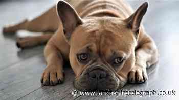 Burnley man armed with sword stole French Bulldog puppy