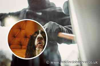 Dog alerts owner to 'unknown man' in Carpenders Park home