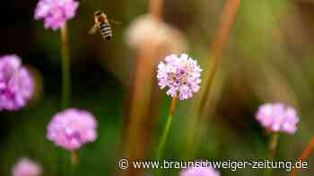 Grasnelke ist „Blume des Jahres 2024“
