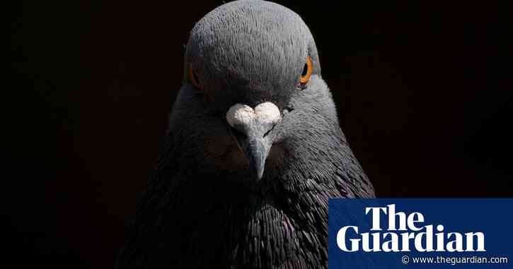 Pigeons problem-solve similarly to artificial intelligence, research shows
