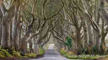 Game of Thrones' famous Dark Hedges face the CHOP: Beech trees have become dangerously unstable and are at risk of 'killing someone', experts warn