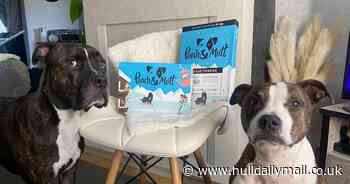 Popular pet brand launches Christmas range for dogs and shoppers can get 20% off