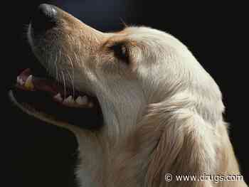 Gene Discovery Could Mean Longer Lives for Golden Retrievers, Maybe Humans