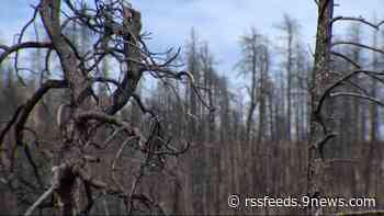 After the Calwood Fire burned it down, an outdoor education center is teaching fire ecology and restoration