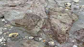 Dino-mite discovery! Dinosaur footprint uncovered on a beach on the Isle of Wight belongs to a 125-million-year-old creature that was TWICE the size of car
