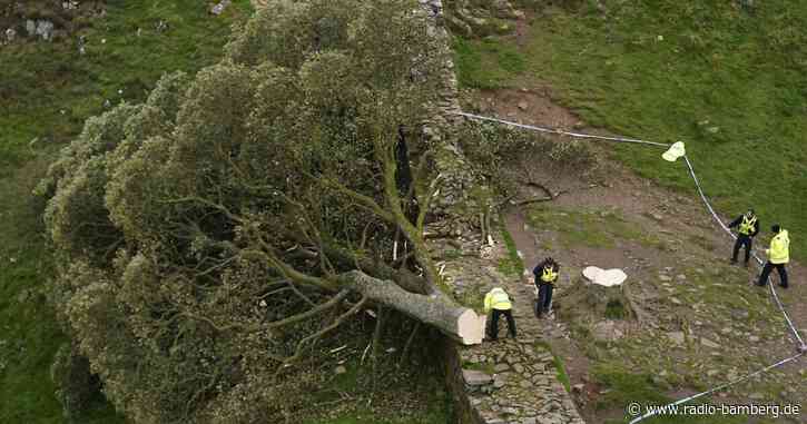 Regisseur: Abholzung von «Robin-Hood-Baum» war Mord