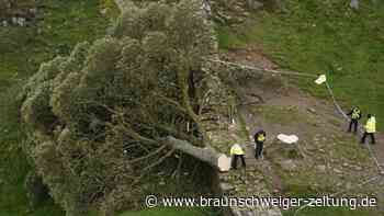 Regisseur: Abholzung von „Robin-Hood-Baum“ war Mord