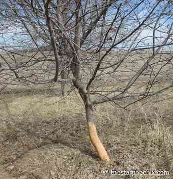 Protecting trees and shrubs from rabbit and mouse damage over the winter