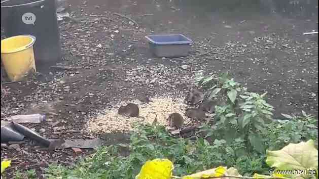 In Sint-Truiden leidt een rattenplaag tot een burenruzie aan de Luikersteenweg