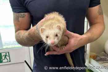 Ferret saved after being rescued on the London Underground