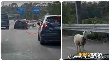 Roma Nord: pecore a passeggio sulla Cassia bis. Il video