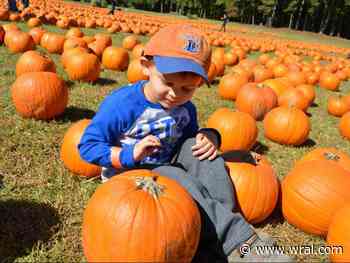 Weekend picks: Pumpkins, festivals and Day of the Dead 5K