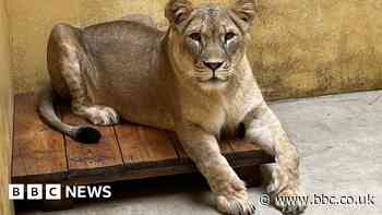 Yorkshire Wildlife Park: Lions could move from Donetsk to Doncaster