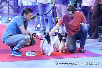 Hardy stellt Lego-Bauer vor knifflige Aufgabe