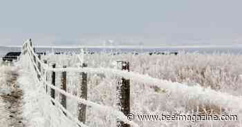 What to know about grazing frosted forages