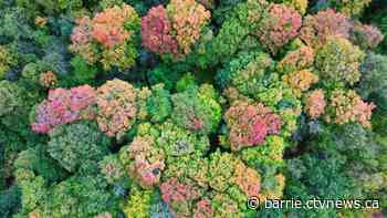 City of Barrie takes 'groundbreaking step' with new policy to preserve its forests