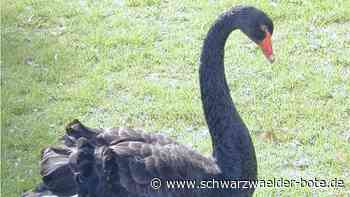 Tier verschwunden: Bad Liebenzell vermisst seinen schwarzen Schwan