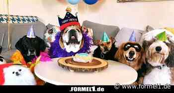 So opulent feiert Lewis Hamilton den Geburtstag seiner Bulldogge Roscoe