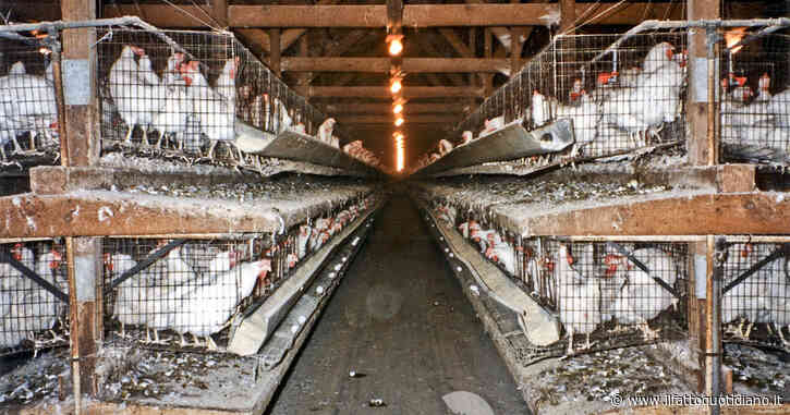 Il 90% degli europei vuole vietare le gabbie, ma la Commissione Ue disattende le aspettative