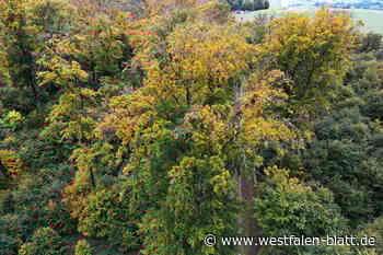 Dürreschäden: „Senioren“ des Stadtwaldes Marienmünster liegen im Sterben