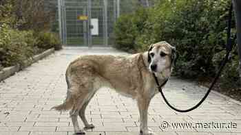 Schwere Trennung von Vorbesitzer: Ranja lief einfach herum – und sucht jetzt ein neues Zuhause